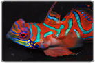Red Mandarin Dragonet - Male